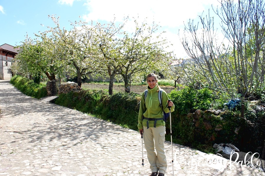 Cerezos al inicio de la ruta Monsagro-El Vao