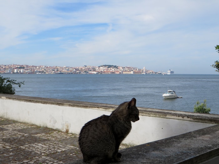 Un gato sumándose a la bella estampa de Lisboa desde Cacilhas