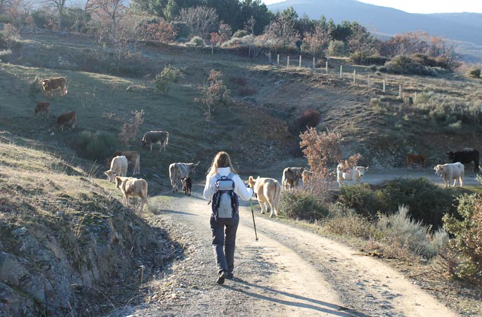 Ganado en el camino llegando a Navarredonda de la Rinconada Cueva de la Mora