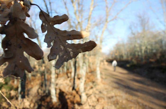 Los robles, protagonistas de la ruta Cueva de la Mora