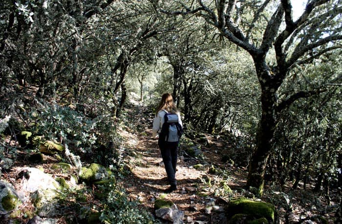 Sendero que nos encontramos al bajar la pedrera flanqueado por robles Cueva de la Mora