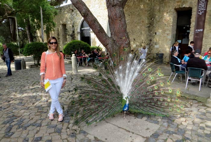 Pavo real en el castelo de Sao Jorge ruta por la Alfama