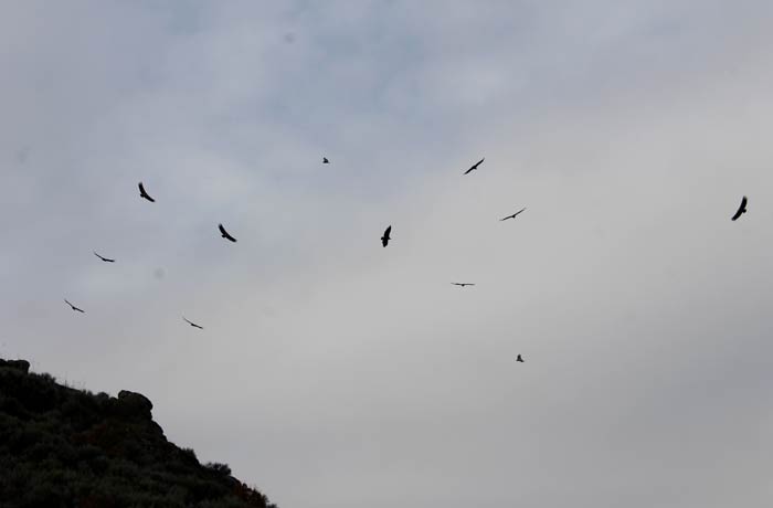 Buitres en el entorno del Pozo Airón