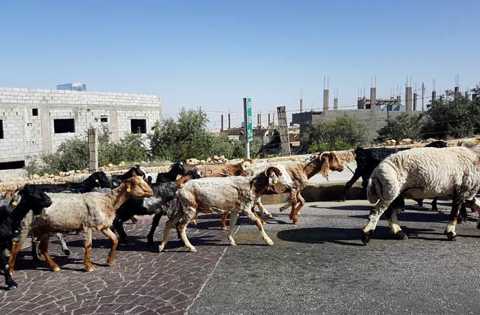 Cabras en la carretera antes de llegar a Petra