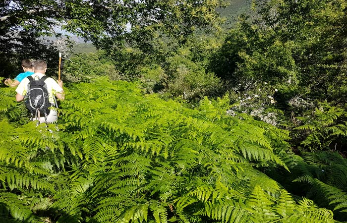 Caminando entre los helechos al inicio de la ruta chorrera de Jigareo