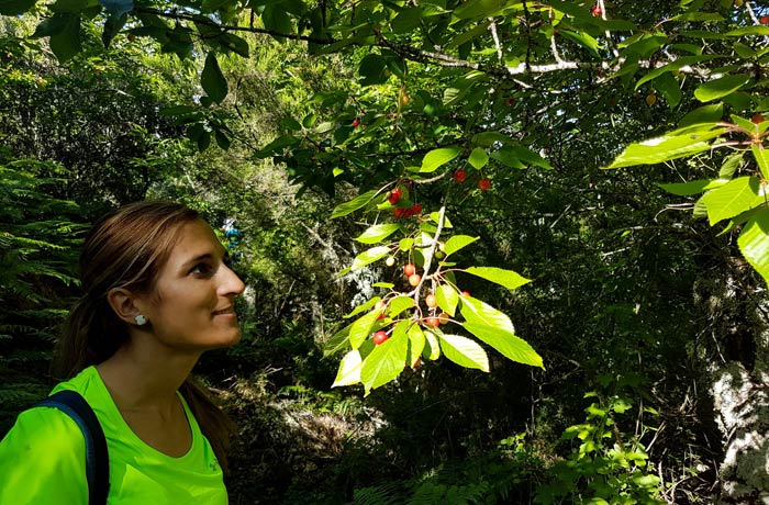 Sabrosas cerezas en uno de los cerezos que podemos ver a lo largo de la ruta chorrera de Jigareo