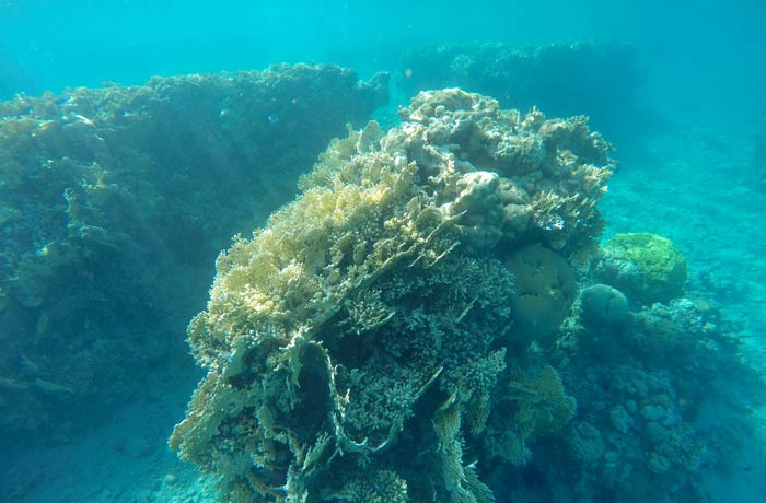 Corales en el mar Rojo qué hacer en Eilat