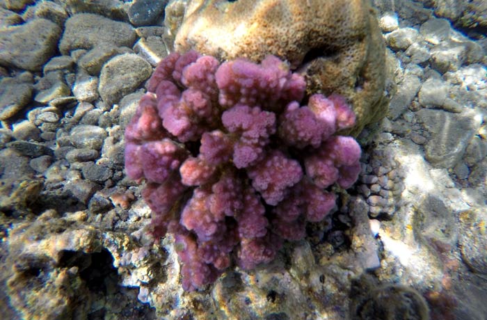 El espectáculo multicolor del mar Rojo es inigualable qué hacer en Eilat