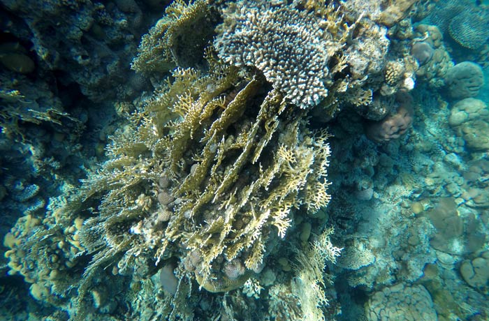 Más corales en el mar Rojo qué hacer en Eilat