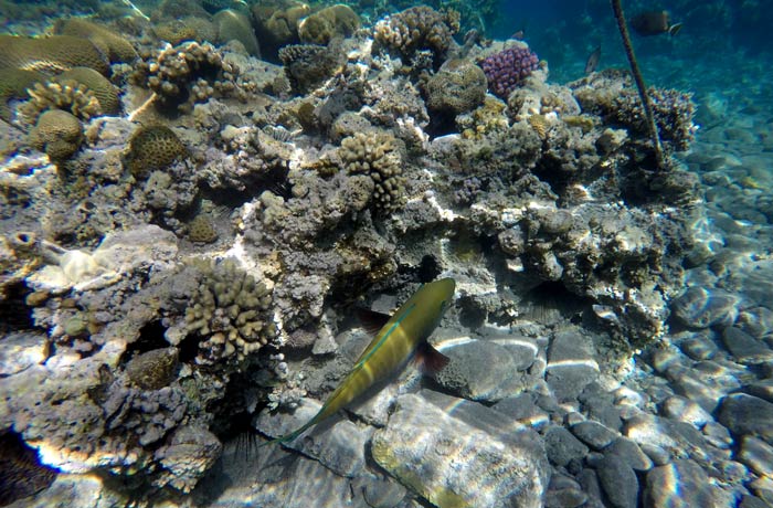 Uno de los peces multicolores que contemplamos haciendo esnórquel en el mar Rojo qué hacer en Eilat