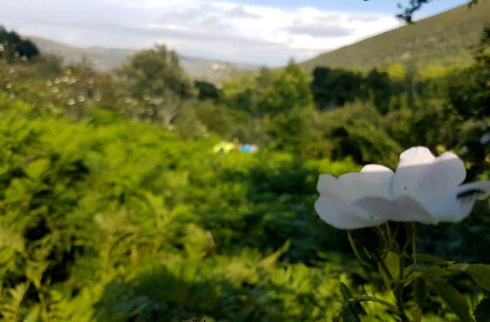 Flor de jara al comienzo de la ruta chorrera de Jigareo