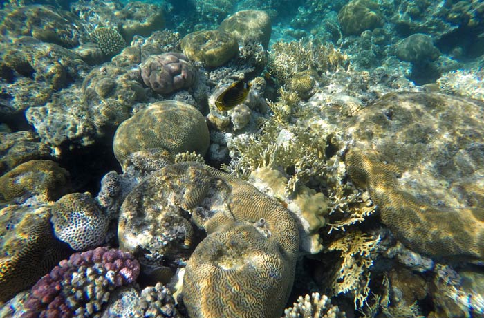 Rico fondo marino del mar Rojo en Eilat