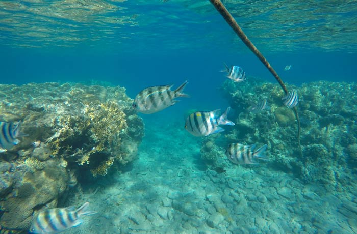 Varios peces sargento mayor qué hacer en Eilat