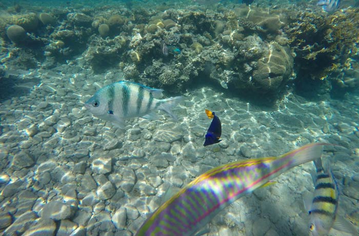 Mezcla de varios peces en el mar Rojo qué hacer en Eilat