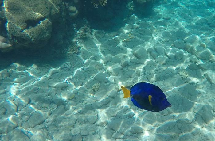 Un pez cirujano (Dory) qué hacer en Eilat