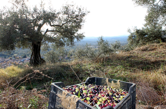 Aceitunas recién recogidas junto a San Martín de Trevejo