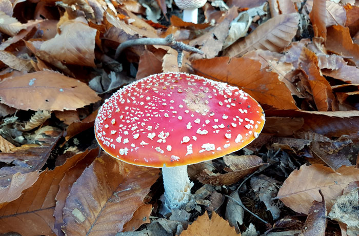 Amanita muscaria