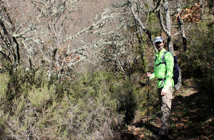 Bosque de abedules ruta de las Fuentes Medicinales