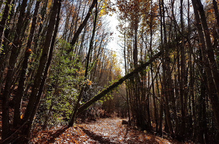 Castaños más jóvenes junto al sendero