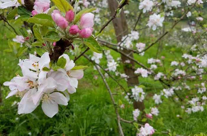 La belleza de la flor del manzano sidrerías en Astigarraga