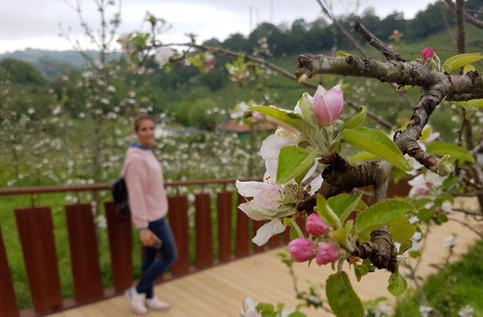 Manzanos en flor en Petritegi sidrerías en Astigarraga