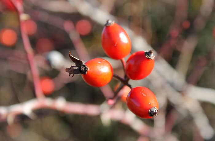 Escaramujos Arribes del Duero senderismo