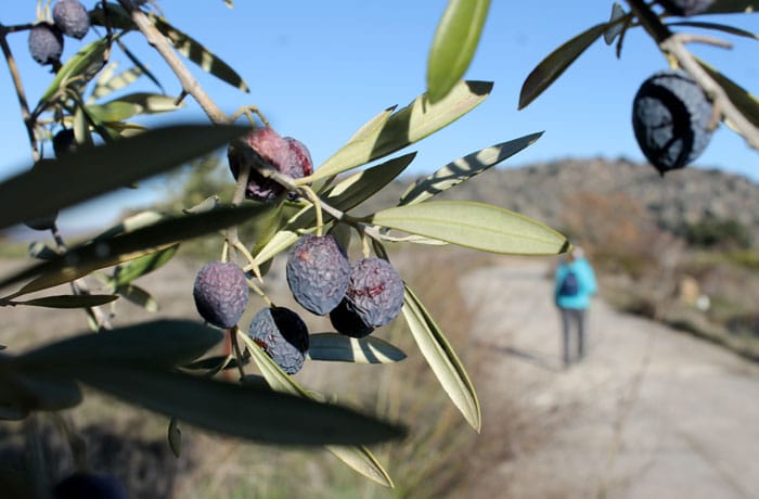 Olivos en el camino de regreso Arribes del Duero senderismo