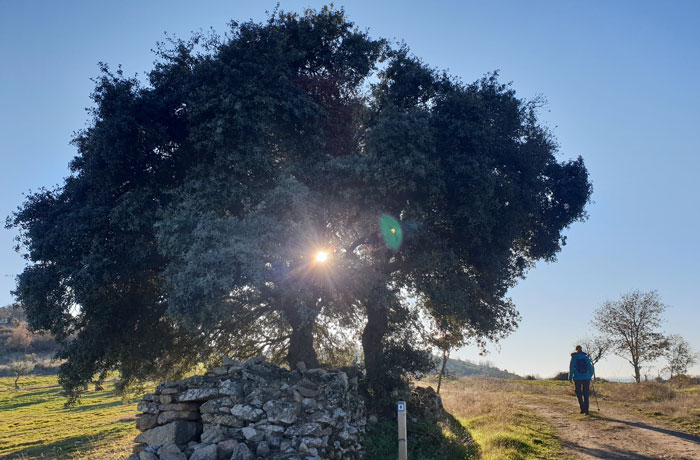 Encina en la pista del inicio de la ruta Arribes del Duero senderismo