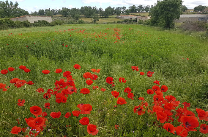 Amapolas en una de las parcelas próximas a Saldeana