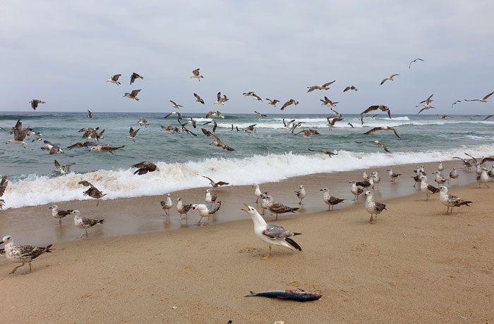 Gaviotas en la playa de Mira