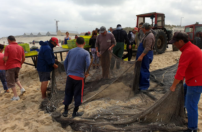 Arte de la xávega en la playa de Mira