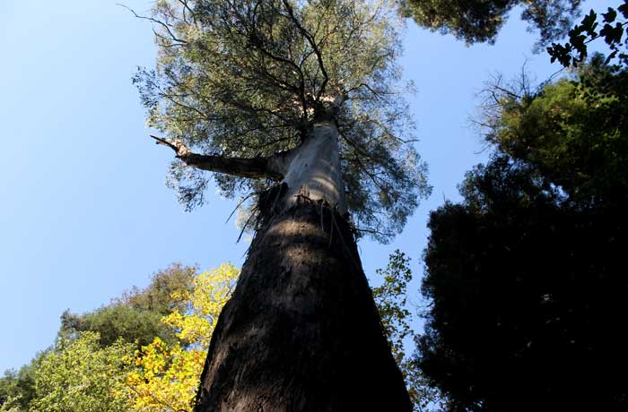 Uno de los árboles gigantes de Bussaco