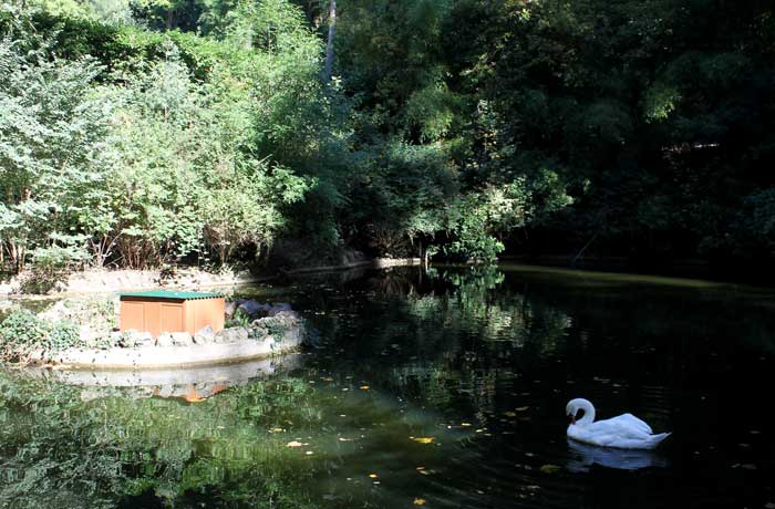 Uno de los lagos de Bussaco con un cisne