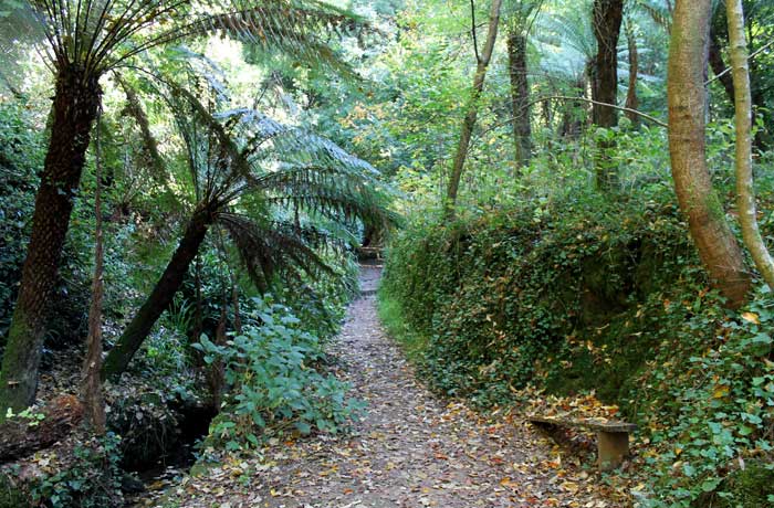 Estampa otoñal de unos de los senderos de Bussaco