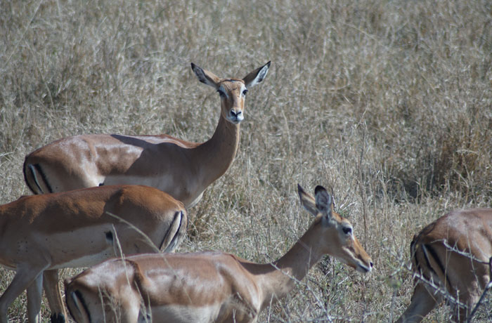 Antílopes en el Serengeti