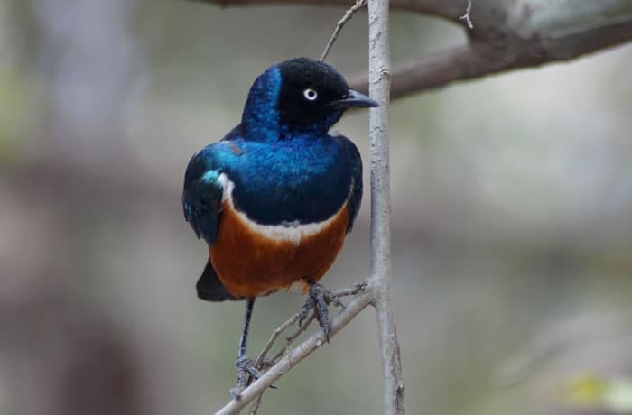 Una de las aves que se pueden ver en Lago Manyara