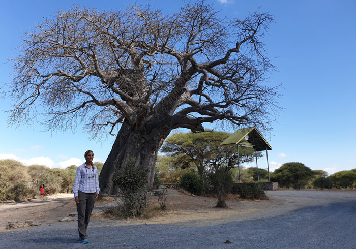 Baobab en Tarangire