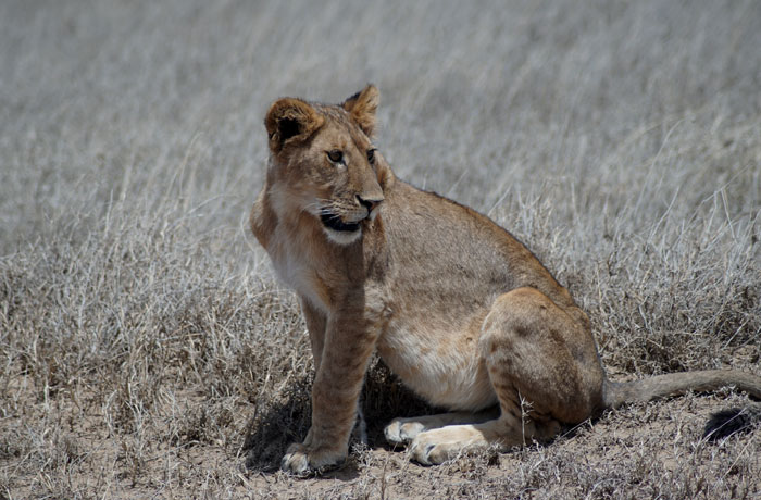 Cachorro de león en el Serengeti