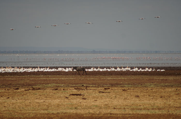 Flamencos y una cebra en Lago Manyara