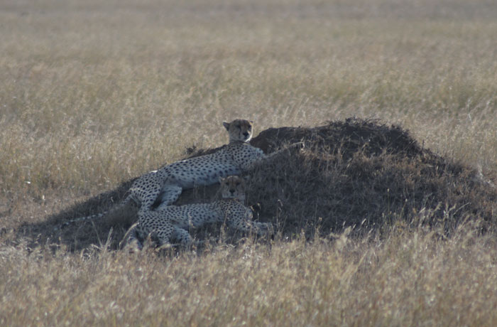 Dos guepardos en el Serengeti