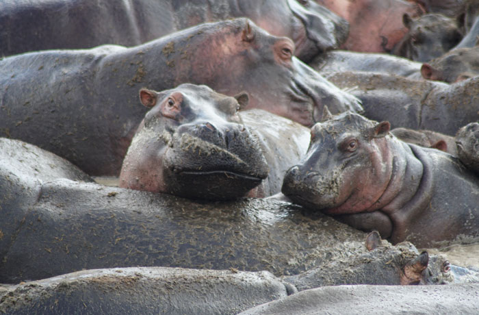 Hipopótamos en la 'hippo pool' del Serengeti