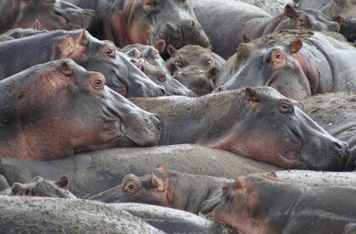 'Hippo pool' del Serengeti consejos safari en Tanzania