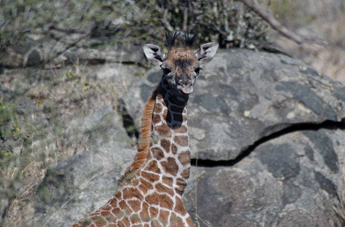 Cría de jirafa en el Serengeti