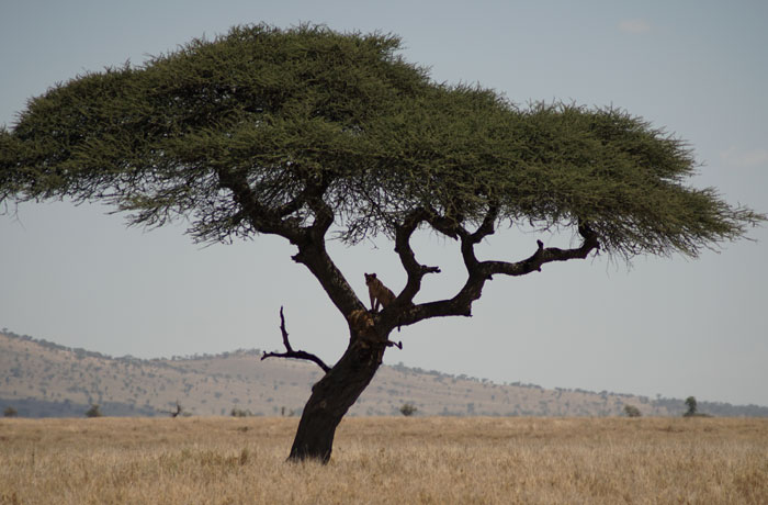 Una leona subida a un árbol en el Serengeti