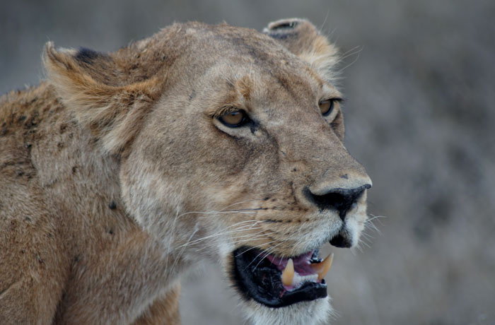 La leona hambrienta del Serengeti consejos safari en Tanzania