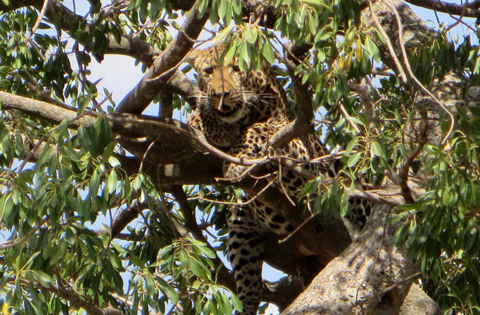 Un leopardo subido a un árbol en el Serengeti consejos safari en Tanzania