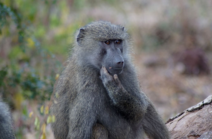 Mono en Lago Manyara