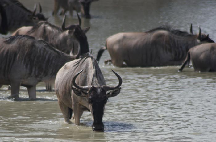 Ñus en Tarangire