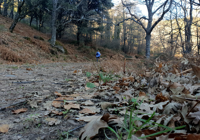 Comienzo de la zona dominada por los robles Valle de Belén