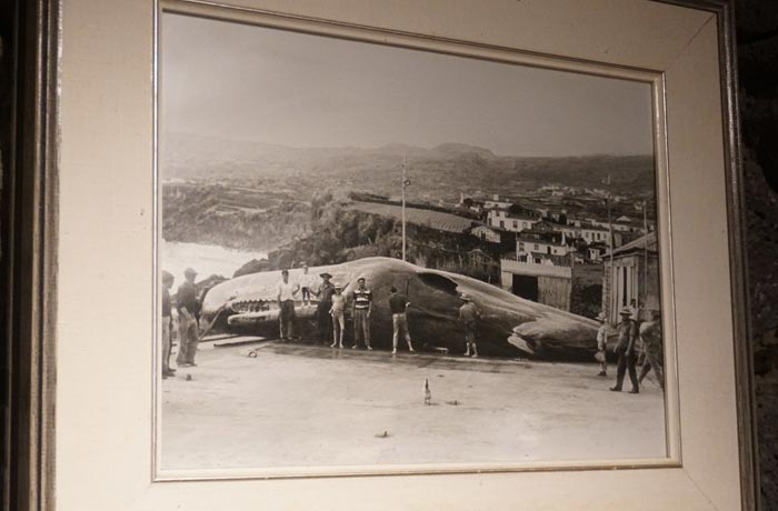 Foto de una ballena en el puerto de Lajes do Pico